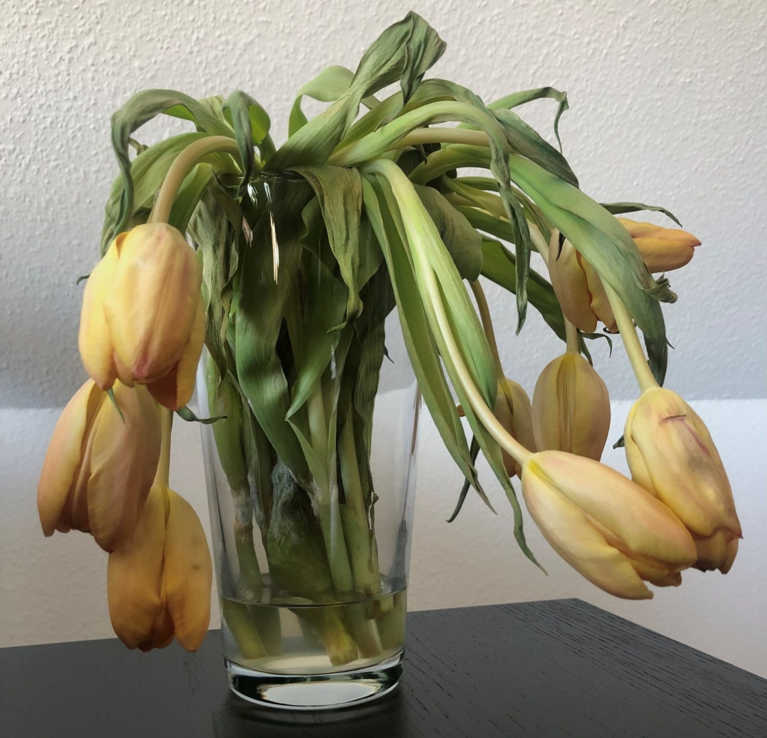 Verwelkte Tulpen in Blumenvase