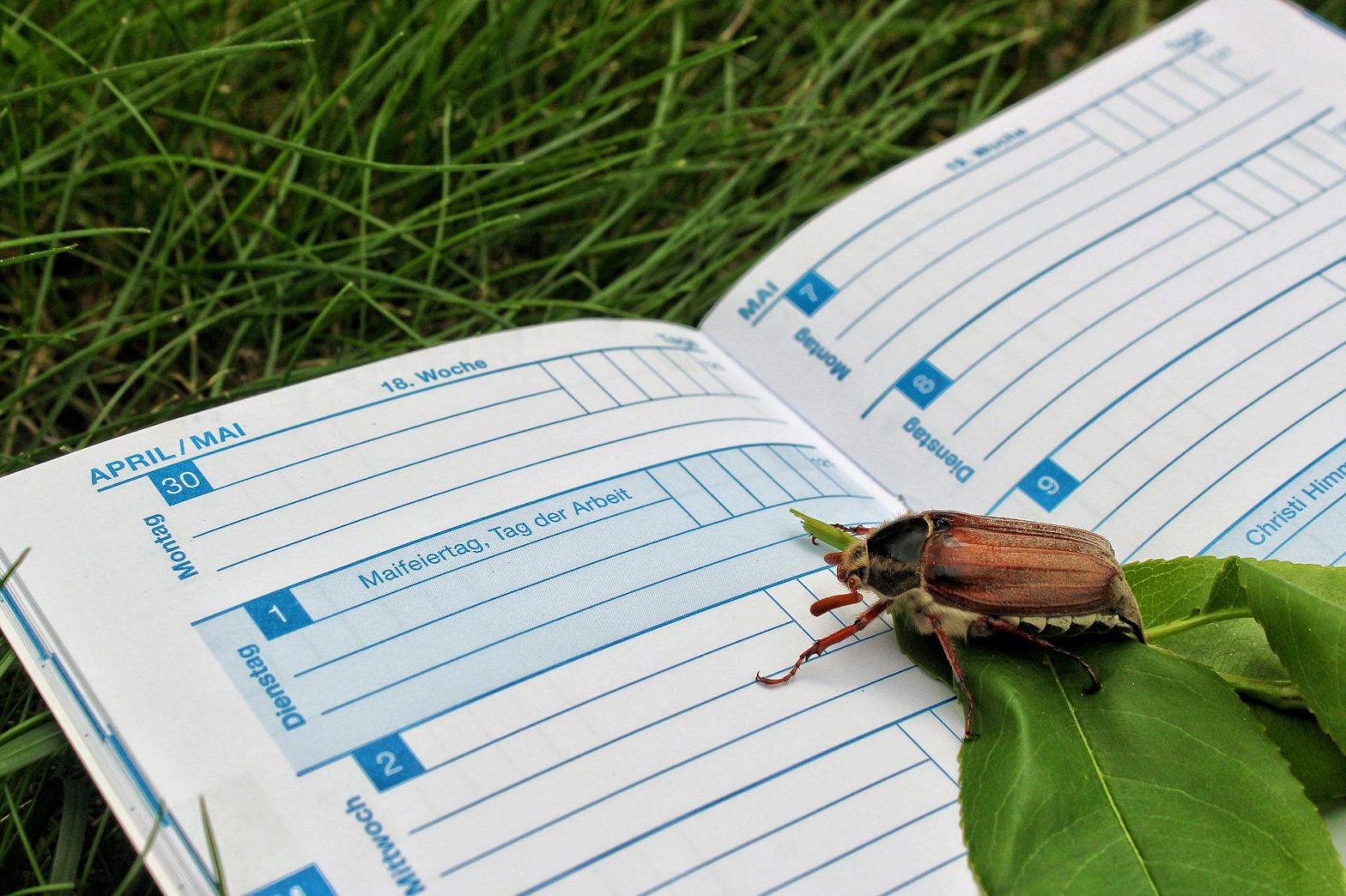 Kalender mit Blick auf den Mai, Maikäfer am Bildrand